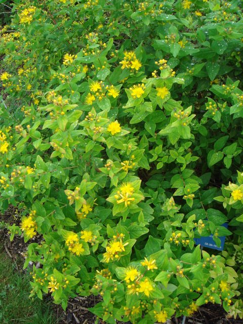 Hypericum x  inodorum 'Elstead Variety' P2C